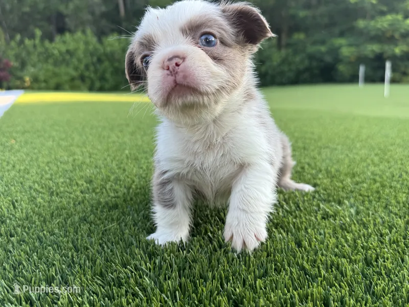 Sally – French Bulldog puppy for sale in West Palm Beach, FL