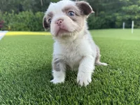 Sally, a female French Bulldog for sale in West Palm Beach, FL – 1 of 3