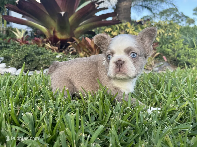Suzy – French Bulldog puppy for sale in West Palm Beach, FL