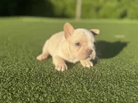 Georgia, a female French Bulldog for sale in West Palm Beach, FL – 2 of 3