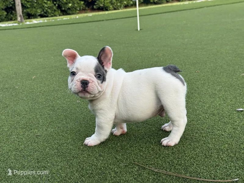 Goose – French Bulldog puppy for sale in West Palm Beach, FL