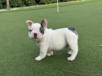 Goose, a male French Bulldog for sale in West Palm Beach, FL – 1 of 6