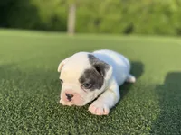 Goose, a male French Bulldog for sale in West Palm Beach, FL – 2 of 5