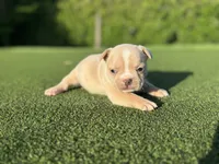 Gracie, a female French Bulldog for sale in West Palm Beach, FL – 4 of 4