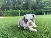 Sally, a female French Bulldog for sale in West Palm Beach, FL – 3 of 3