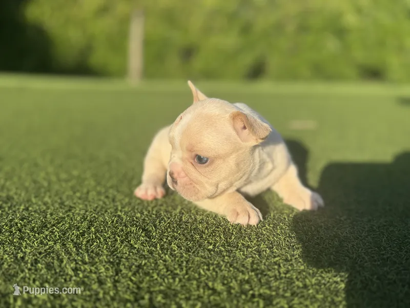 Georgia – French Bulldog puppy for sale in West Palm Beach, FL
