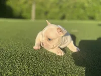 Georgia, a female French Bulldog for sale in West Palm Beach, FL – 1 of 3