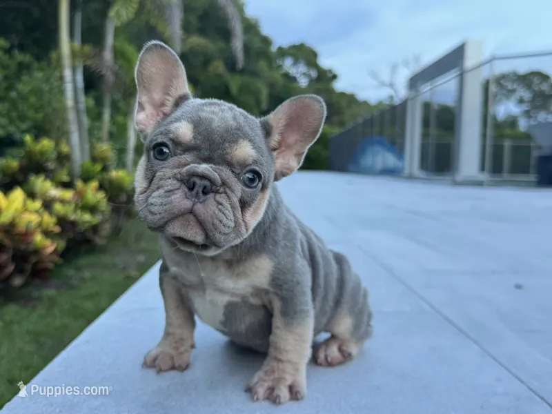 Jenni – French Bulldog puppy for sale in West Palm Beach, FL