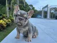 Jenni, a female French Bulldog for sale in West Palm Beach, FL – 1 of 3