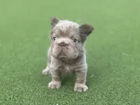 Sally, a female French Bulldog for sale in West Palm Beach, FL – 3 of 8