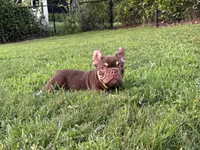 Chico, a male French Bulldog for sale in West Palm Beach, FL – 7 of 7