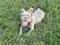 Pablo , a male French Bulldog for sale in West Palm Beach, FL – 2 of 2