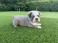 Suzy, a female French Bulldog for sale in West Palm Beach, FL – 2 of 4