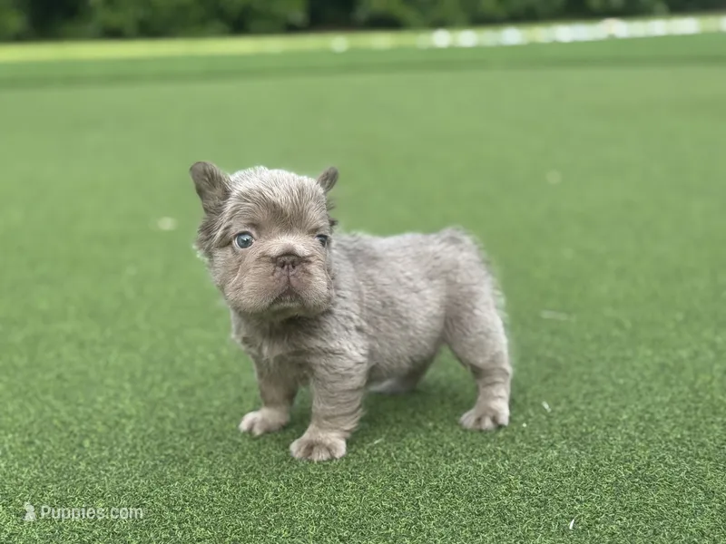 Sally – French Bulldog puppy for sale in West Palm Beach, FL