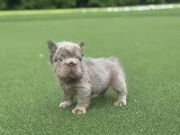 Sally, a female French Bulldog for sale in West Palm Beach, FL – 1 of 8