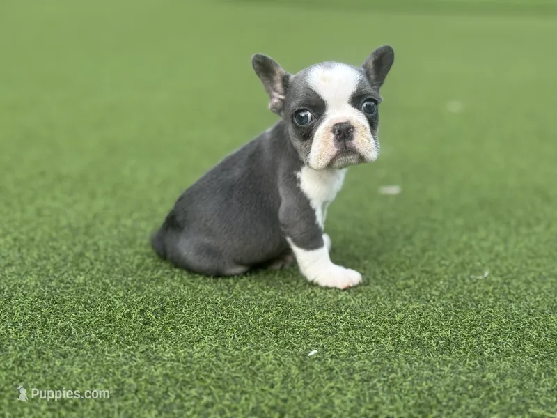 Sadie – French Bulldog puppy for sale in West Palm Beach, FL