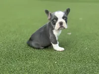 Sadie, a male French Bulldog for sale in West Palm Beach, FL – 1 of 5