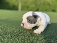 Goose, a male French Bulldog for sale in West Palm Beach, FL – 5 of 5