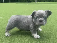Diego , a male French Bulldog for sale in West Palm Beach, FL – 2 of 3
