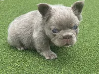 Pablo , a male French Bulldog for sale in West Palm Beach, FL – 2 of 4
