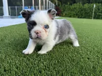 Sully , a male French Bulldog for sale in West Palm Beach, FL – 2 of 3