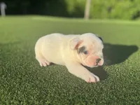 Goose, a male French Bulldog for sale in West Palm Beach, FL – 4 of 5