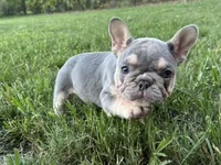Jenni, a female French Bulldog for sale in West Palm Beach, FL – 3 of 3