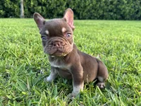 Chico, a male French Bulldog for sale in West Palm Beach, FL – 5 of 5
