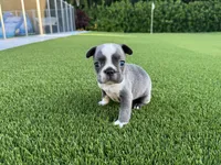 Sindy, a female French Bulldog for sale in West Palm Beach, FL – 2 of 3