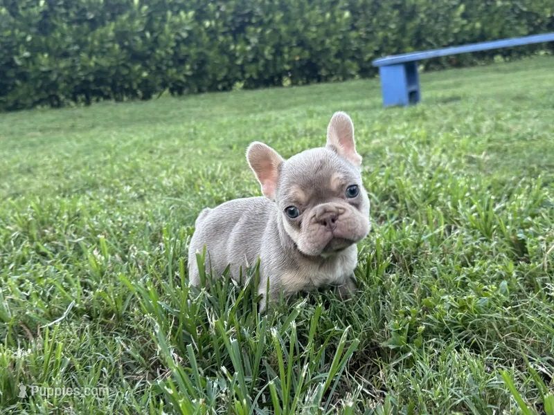 Duke – French Bulldog puppy for sale in West Palm Beach, FL
