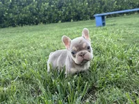 Duke, a male French Bulldog for sale in West Palm Beach, FL – 1 of 4