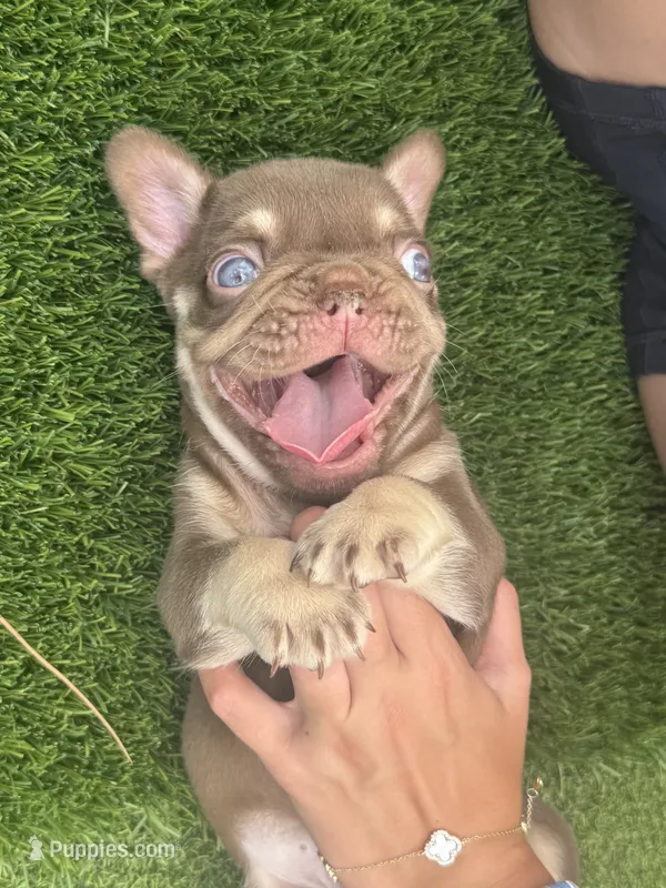 Chico – French Bulldog puppy for sale in West Palm Beach, FL