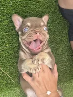Chico, a male French Bulldog for sale in West Palm Beach, FL – 2 of 5