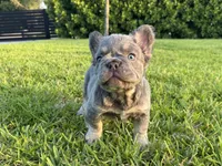 Diego , a male French Bulldog for sale in West Palm Beach, FL – 3 of 4