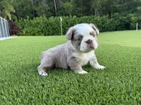Suzy, a female French Bulldog for sale in West Palm Beach, FL – 3 of 4