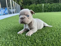 Sully , a male French Bulldog for sale in West Palm Beach, FL – 2 of 2