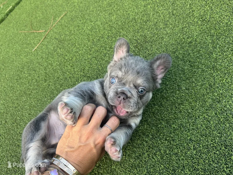 Diego  – French Bulldog puppy for sale in West Palm Beach, FL