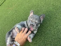 Diego , a male French Bulldog for sale in West Palm Beach, FL – 1 of 4