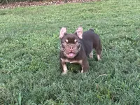 Chico, a male French Bulldog for sale in West Palm Beach, FL – 6 of 7