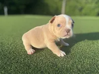 Ginny, a female French Bulldog for sale in West Palm Beach, FL – 1 of 2