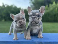 Duke, a male French Bulldog for sale in West Palm Beach, FL – 2 of 4