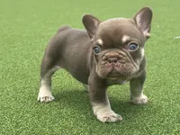 Chico, a male French Bulldog for sale in West Palm Beach, FL – 4 of 5