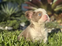 Chanel, a female French Bulldog for sale in West Palm Beach, FL – 2 of 3