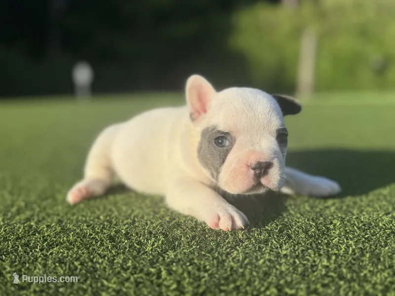 Goldie – French Bulldog puppy for sale in West Palm Beach, FL