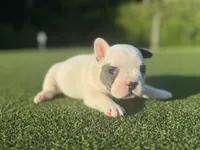 Goldie, a female French Bulldog for sale in West Palm Beach, FL – 1 of 2