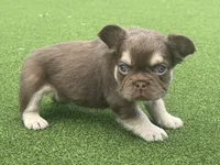 Fuego, a male French Bulldog for sale in West Palm Beach, FL – 3 of 3