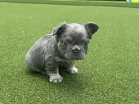 Diego , a male French Bulldog for sale in West Palm Beach, FL – 3 of 3