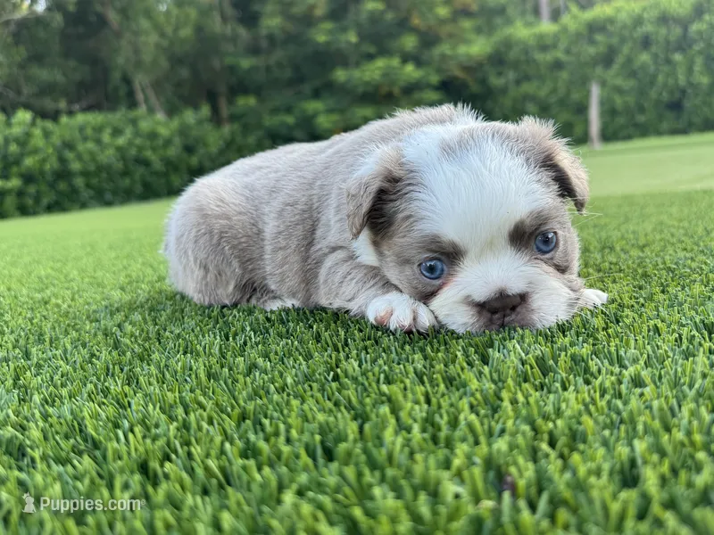 Suzy – French Bulldog puppy for sale in West Palm Beach, FL