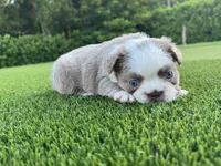 Suzy, a female French Bulldog for sale in West Palm Beach, FL – 1 of 4