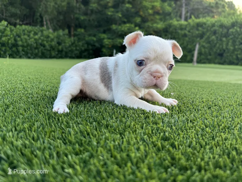 Sawyer – French Bulldog puppy for sale in West Palm Beach, FL
